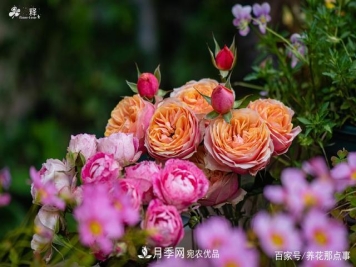 中国99%的月季都是盗版，到底我们该不该买正版月季