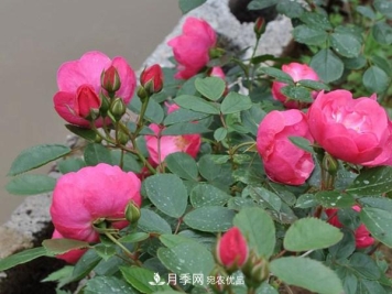 安吉拉月季的优缺点是什么？ 如何养殖