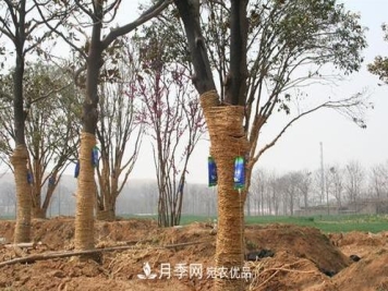 立秋后大树移栽的第二个黄金时期马上到，苗木措施抓紧做起来