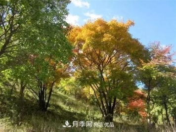 精品丛生苗木，未来发展潜力大