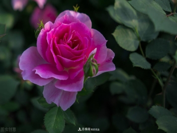 南北“公认”好养的月季，12个品种，喜欢就种起来