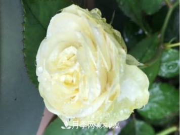 奶油龙沙月季是藤本还是灌木，怎么养？