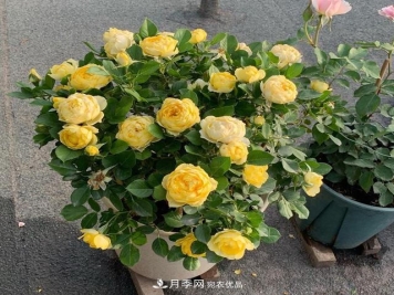 想要月季秋天爆花？9月养护很关键！做好这3点一盆开出几十朵花