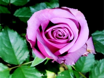 大花紫皇后月季，沉静高贵成熟魅力，值得拥有