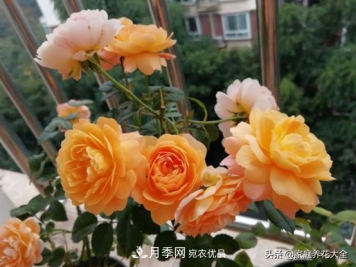 养多少月季，才能实现切花自由？这3棵就够了