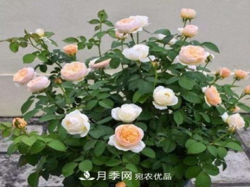 扦插月季花，几月最合适？掌握几个“关键点”，扦插都没问题