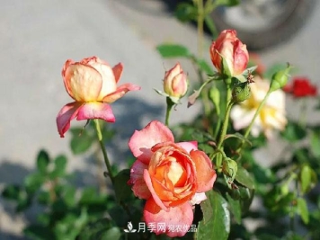 月季过冬做好这5点，来年春天长得旺，开花多到压弯枝头