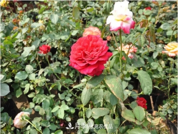 供应南阳月季，花中皇后，月月花开月月红
