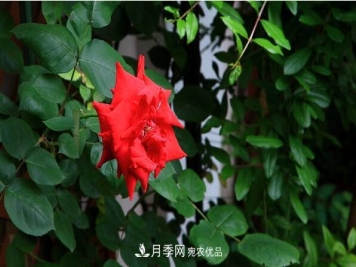 藤本月季与地被月季的品种介绍