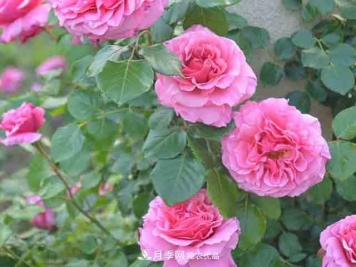 月季小白养花宝典！7条干货知识，让你家月季越养越惊艳