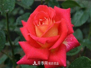 作为养花人不可不知道月季苗的生长习性