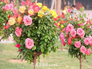 分享六点，湖北月季树养护不再是难题