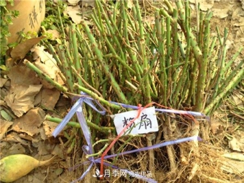 南阳月季裸根苗批发，品种齐全