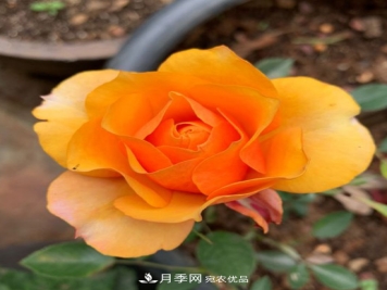 月季选苗这样做 少走弯路买好苗