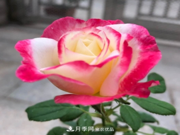 10款浓香月季，开花比香水还好闻，从春一直开到秋！