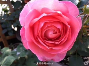 阳台小怎么办？推荐8种微型荷兰阳台月季，好看又好养！