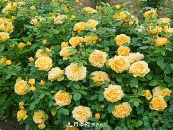 月季最怕“三种”水，避开不黄叶烂根，清香宜人一整年