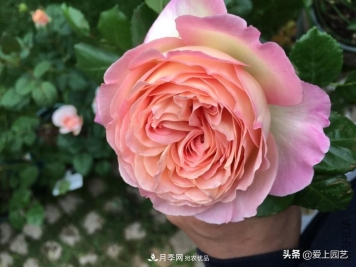 一成不变的月季不是我的菜，“百变女郎”才够精彩