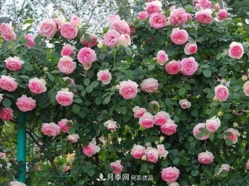 漂亮的藤本月季，庭院必养花卉，打造花园小院