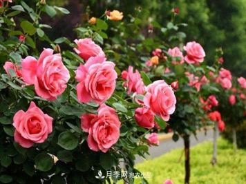 室内种植月季花，做好这四点，植株旺开花多