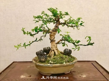 花中四友——迎春花，苍古成趣的迎春花盆景育桩技巧