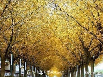 秋季苗木看这几种绿化树，越看越美