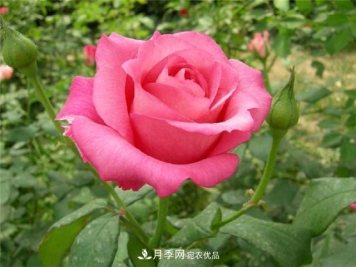 月季花除了观赏，还有这些价值，但是知道的人很少