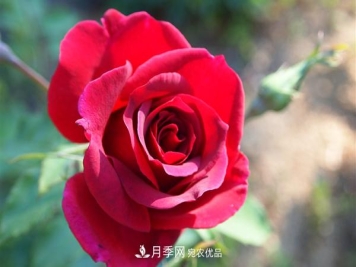 红色月季花花语及寓意