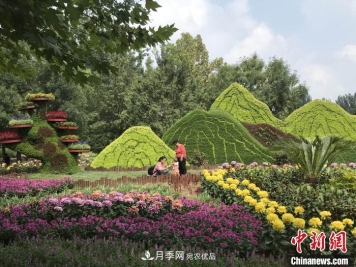 第十二届北京菊花文化节开幕 40万株菊花亮相