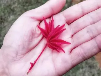 鸡爪槭与红枫的对话