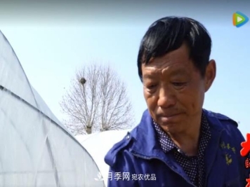 门外汉变成月季大师——南阳市世源实业有限公司技术总监王怀青