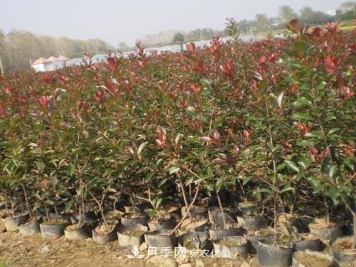 苗木生产标准化  “容器苗”是不可阻挡的趋势