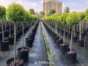 为什么越来越多的苗木人选择容器苗？