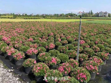 容器苗，你的苗木基地值得尝试