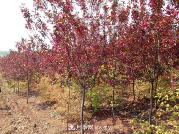 红叶李苗木种植时间及管理