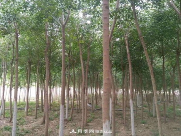 苗圃地的建设与整地施肥办法