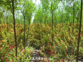 为什么严禁耕地种植花卉苗木草皮？