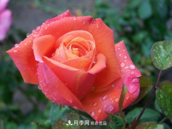 月季养花浇水的六个方法，七大禁忌！