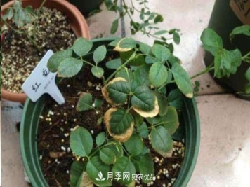 月季换盆后叶子黄了怎么回事？施肥办法详解在此
