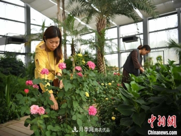 105万株月季 安徽阜阳静待游客