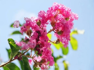 紫薇花木日常管理养护小妙招，型美叶绿花艳，谁看都羡慕