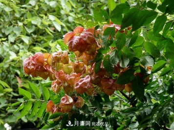 南阳苗木：复羽叶栾树与栾树区别