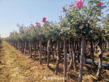 山东树状月季批发 5公分树桩月季树基地