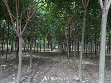 园林绿化设计中暴火的乡土树种榉树，是什么来头？