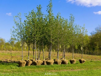 北方地区能在十月份能种植苗木吗？需因地制宜进行选择