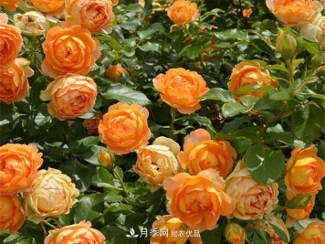 网购月季应该怎么种植？月季移栽后出现黄叶、枯萎是什么原因呢？