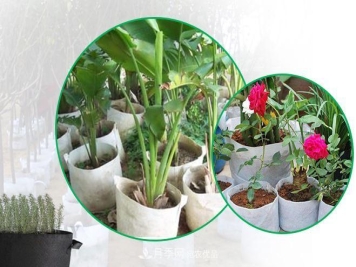 南阳月季苗木美植袋厂