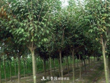 桐柏桂花石楠苗木花卉专业基地