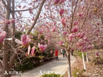 农村电商让南召县皇后乡苗木种植走上致富高速路