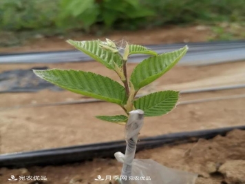 论南阳苗木花卉行业的内销与外销